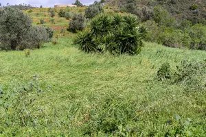 TornadoOdelouca_Silves-15.webp