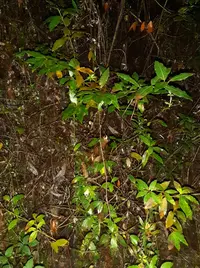 20250309_220345.webp