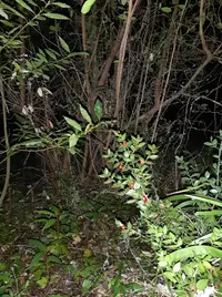 20250309_203437.webp
