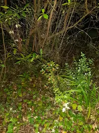 20250309_203401.webp