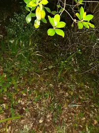 20250309_203321.webp