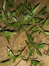 20250609_002923.webp