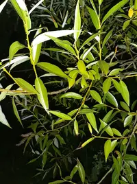 20250609_002115.webp