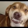 Inspectorventoinha