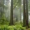 Humidforest